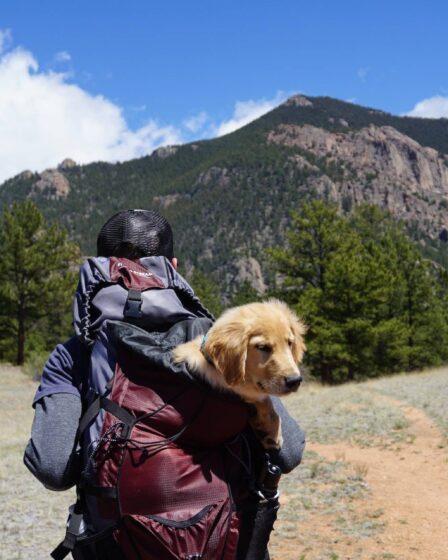 Melhores Lugares para Viajar com seu Cachorro