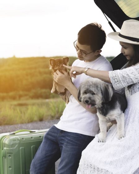 Vai viajar no carnaval com animais